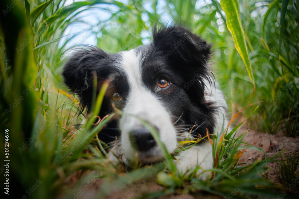 happy border collie is having fun outside
happy border collie is having fun outside