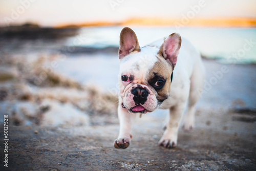 Fototapeta Naklejka Na Ścianę i Meble -  the dog spends time at the seaside