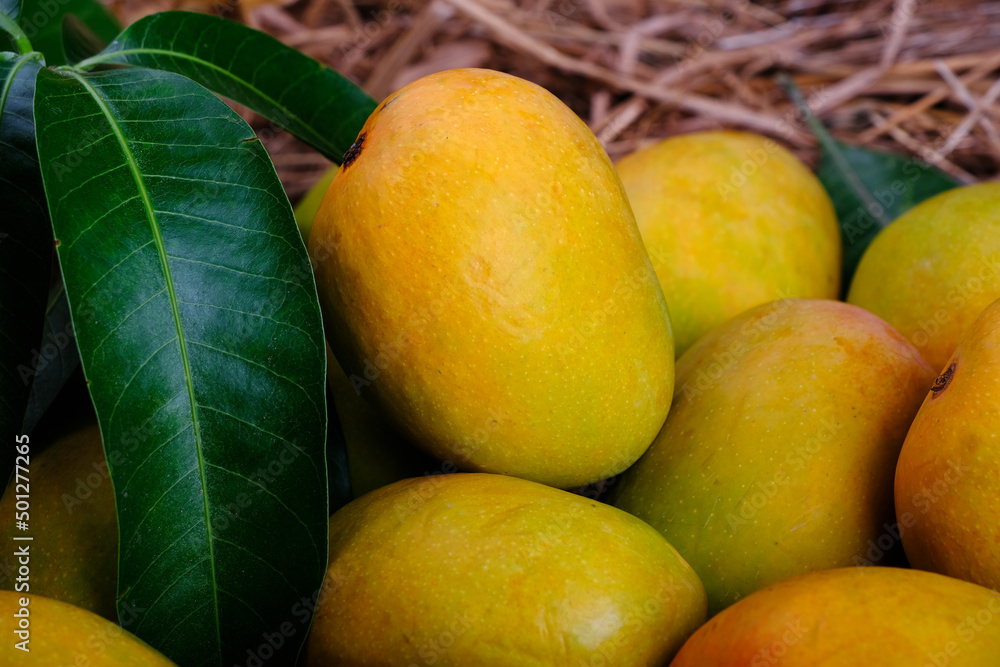 Mango tropical fruit with green leaf, Ripe mango in grass closeup
