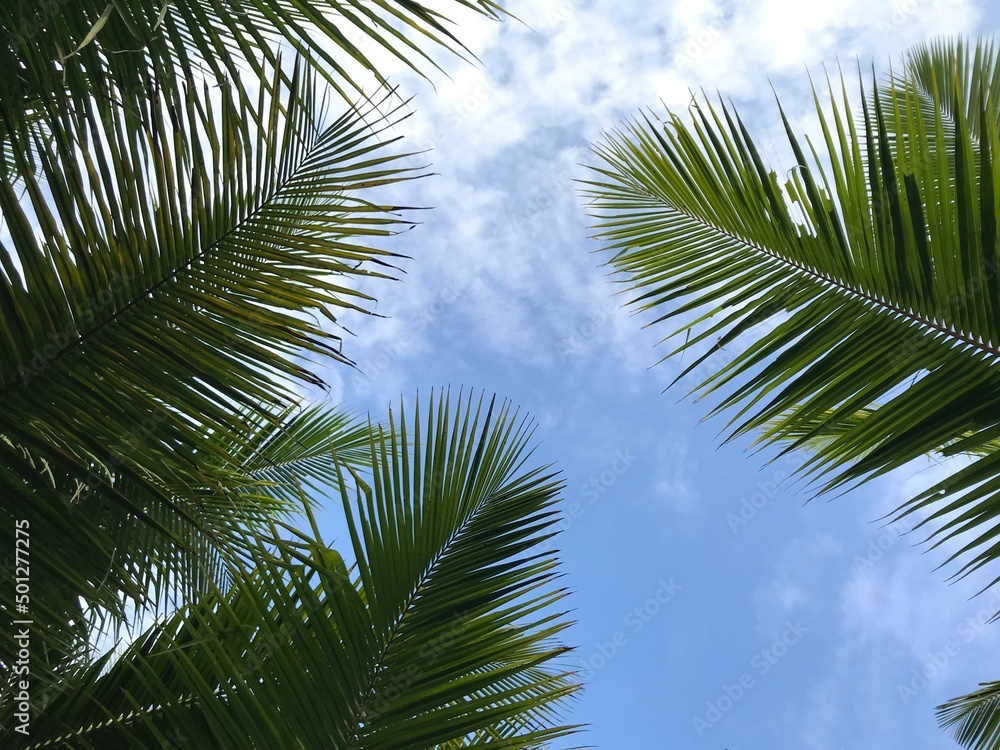 tropical palm leaf background, closeup coconut palm trees perspective view