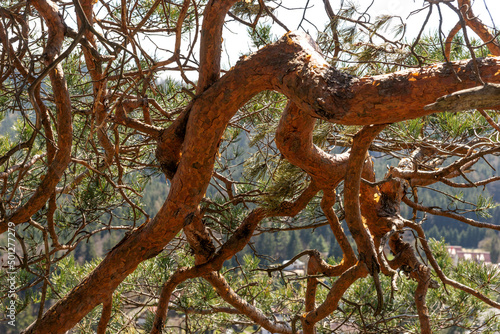 Fotografija Closeup crippled pine. Abstract natural background