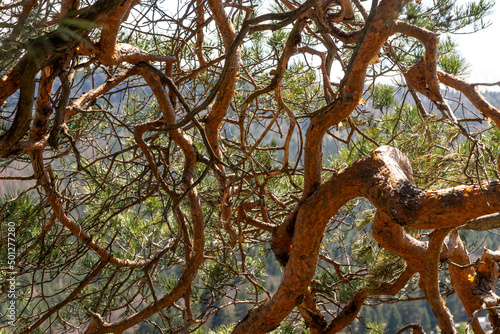 Fotografiet Closeup crippled pine. Abstract natural background