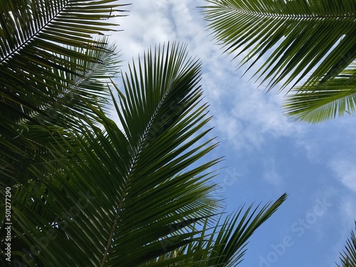 tropical palm leaf background  closeup coconut palm trees perspective view