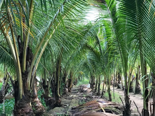 tropical palm leaf background  closeup coconut palm trees