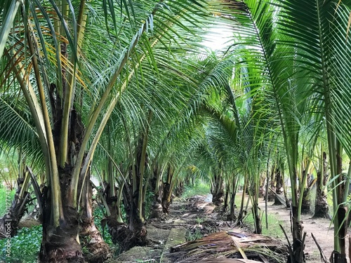 tropical palm leaf background  closeup coconut palm trees