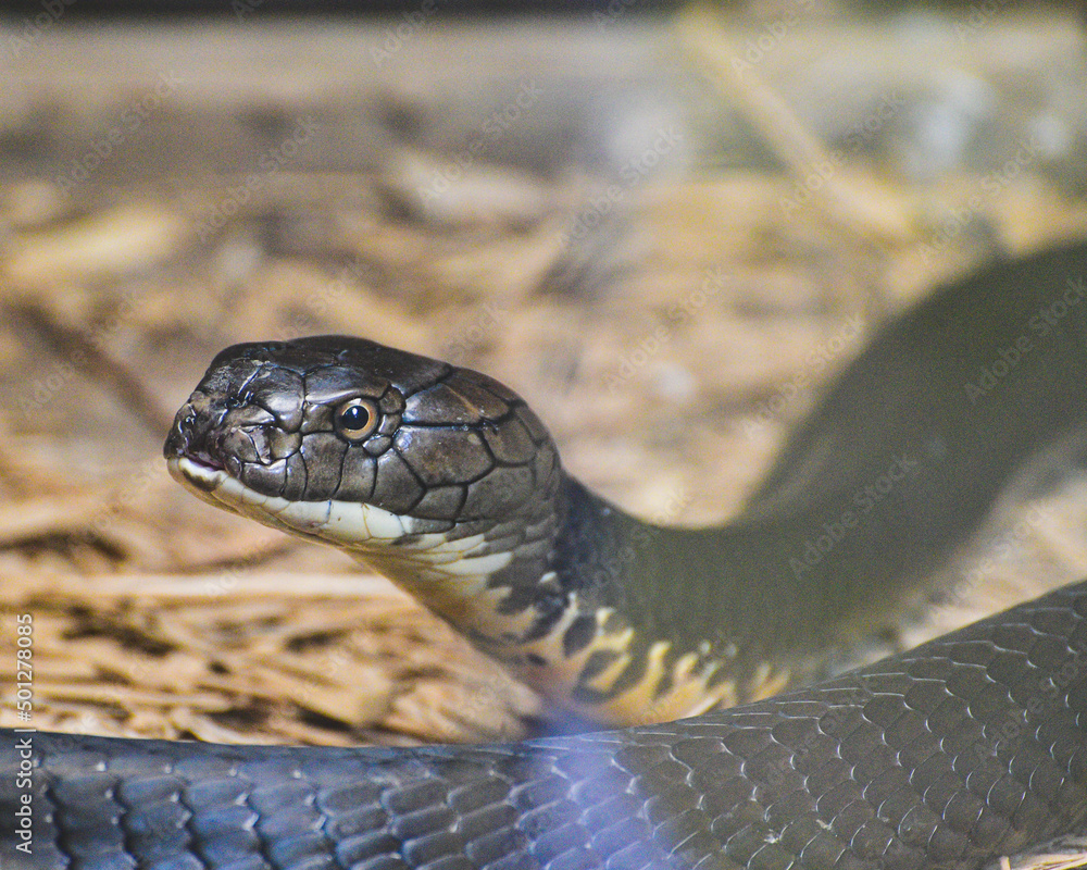 The king cobra, Ophiophagus hannah is a venomous snake species The king cobra, Ophiophagus hannah is a venomous snake species