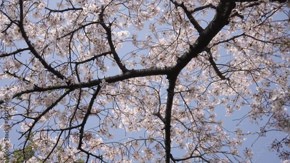 Sakura Tree in Japan, Blooming against blue sky on Warm April Day Sakura Tree in Japan, Blooming against blue sky on Warm April Day