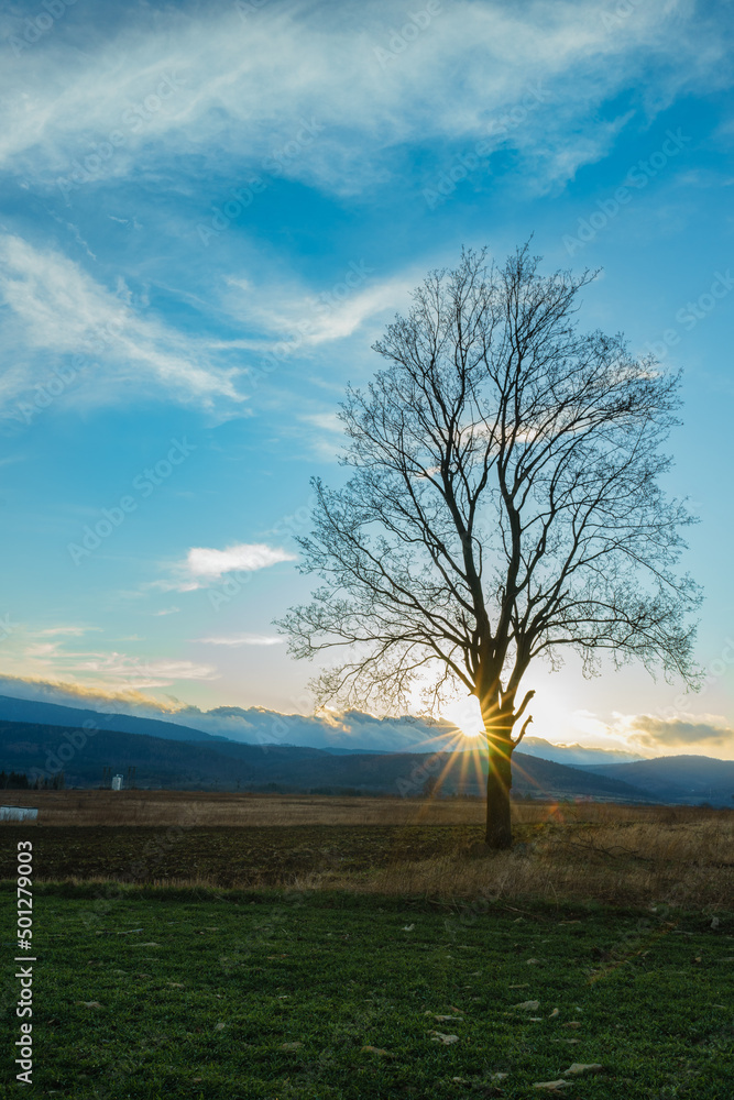 Obraz premium tree in the field
