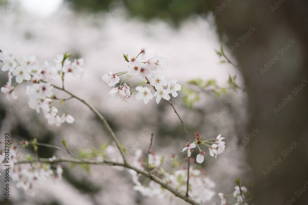 桜から伝わる季節