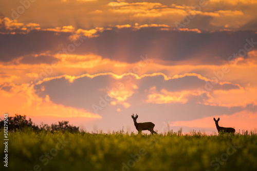 Fotografie, Obraz Wild roe deer (capreolus capreolus) during amazing sunrise in wild nature, in ru