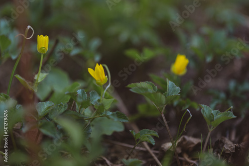 Spring yellow forest flower, anemone ranunculoides