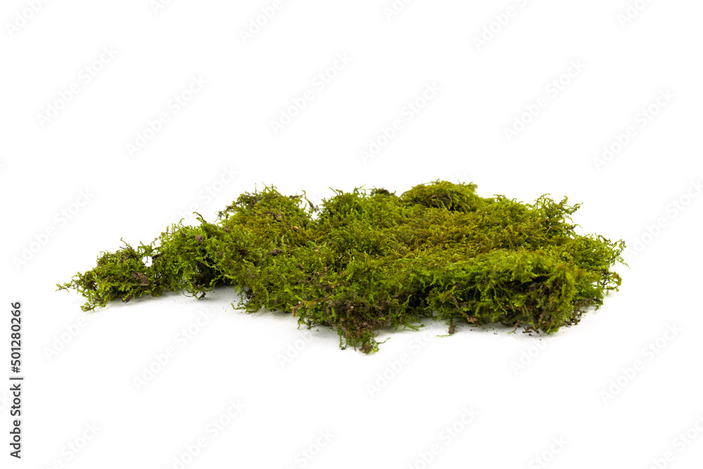 Moss green on white background. Space for text. Moss green on white background. Space for text.