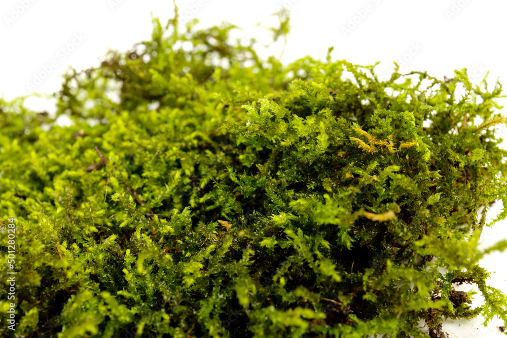 Moss green on white background. Space for text. Moss green on white background. Space for text.