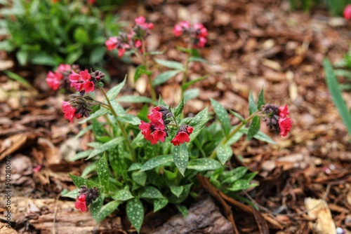 The first spring flowers of the medunica. Pulmonaria officinalis. photo
