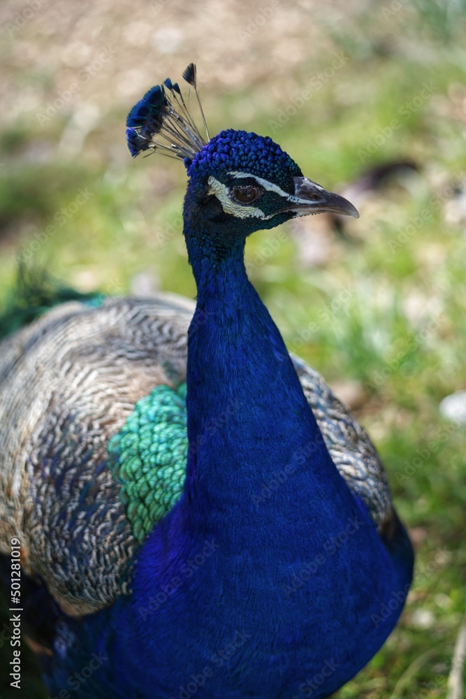 Obraz premium peacock with feathers