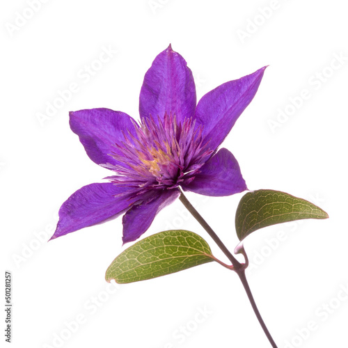 Dark purple clematis flower isolated on white background.
