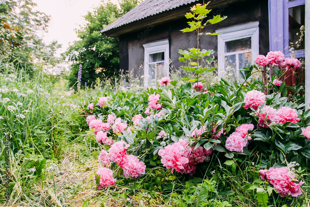 Pink peonies in full bloom on the rural house building background. 