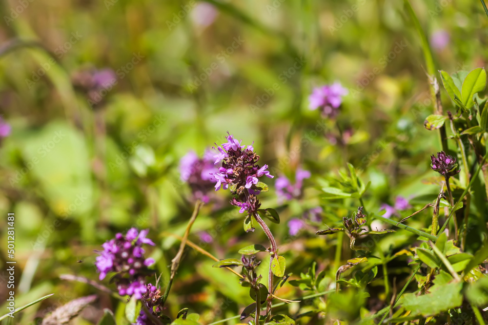 Thyme medical plant. Wildflower growing on a field. Thyme medical plant. Wildflower growing on a field.