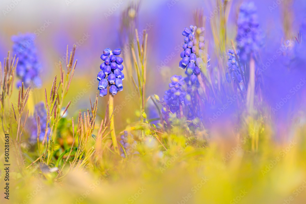 Fototapeta premium Wildflower grape hyacinth flower cluster.