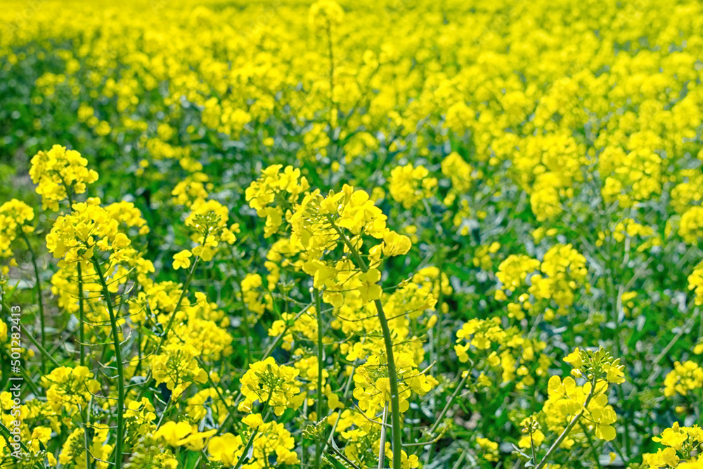 yellow blooming rape field. rapeseed blossoms. yellow blooming rape field. rapeseed blossoms.