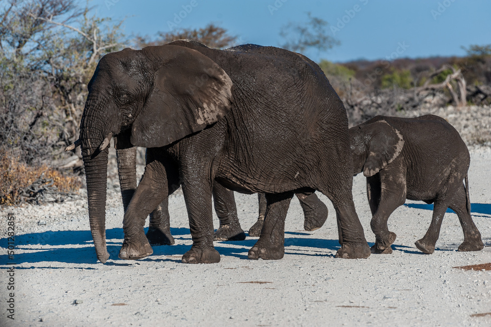 Fototapeta premium A herd of African Elephants passing along an unpaved country road in Namibia