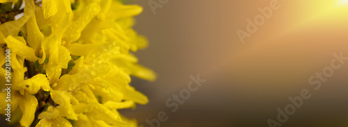 Photo Bright yellow forsythia on a brown background with copy space, sunbeams and highlights