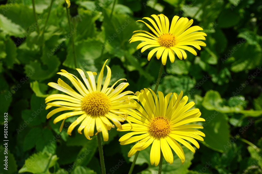 Fototapeta premium Gelbe Gemswurzen Blume im Garten bei Sonne im Frühling 