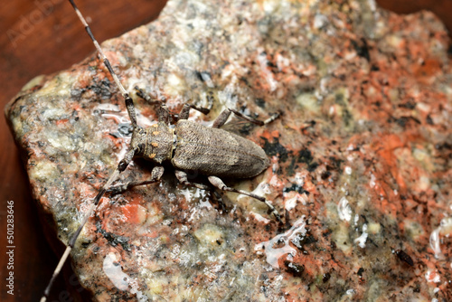 Top view of Acanthocinus aedilis beetle sitting on granite.