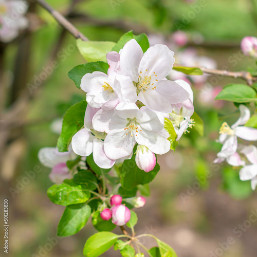 White blossoming apple trees in sunlight.Spring season.