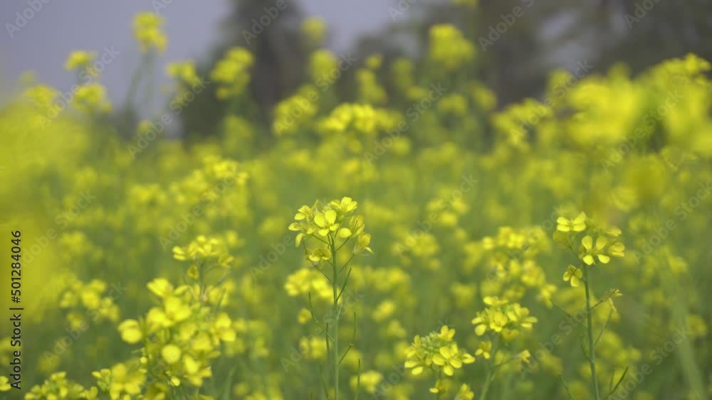 Mustard flowers are blooming in the vast field. Mustard flowers are blooming in the vast field.