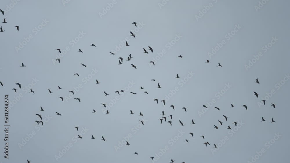 A flock of wild geese in the sky. Migratory birds. Slow-motion. A flock of wild geese in the sky. Migratory birds. Slow-motion.