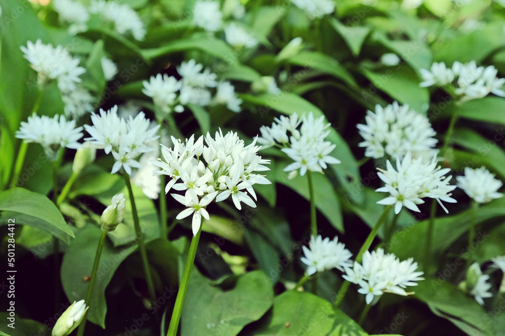 The dainty white flowers of wild garlic in bloom. The dainty white flowers of wild garlic in bloom.