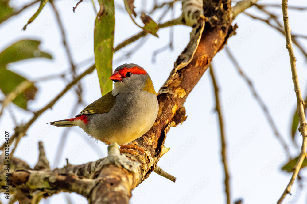 Red-browed Finch in Queensland Australia Red-browed Finch in Queensland Australia
