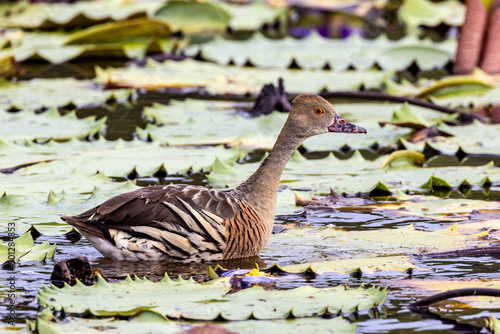 Plumed Whistling Duck in Queensland Australia photo