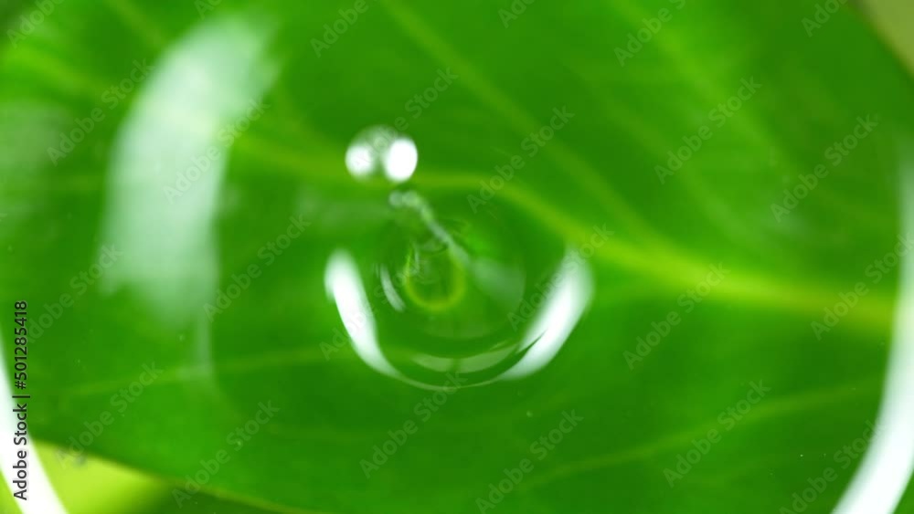 Super Slow Motion Shot of Water Drop Falling into Water Surface With Fresh Green Leaf at 1000fps. Super Slow Motion Shot of Water Drop Falling into Water Surface With Fresh Green Leaf at 1000fps.