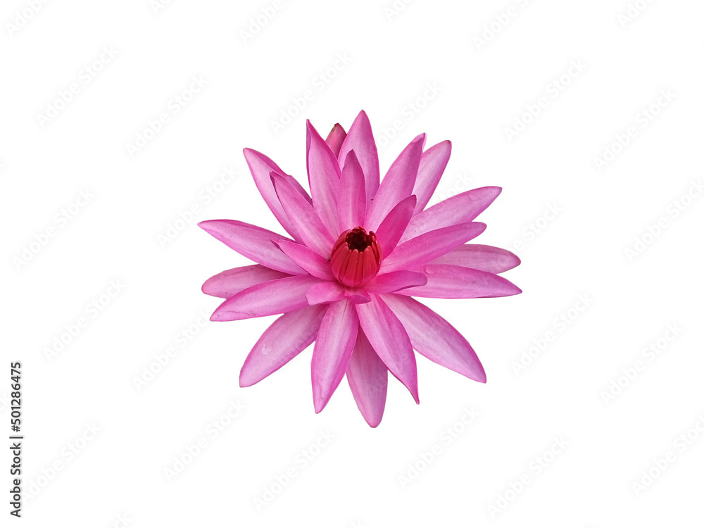 Beautiful pink lotus flower isolate on white background.