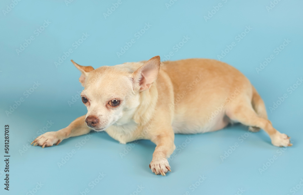 fat brown chihuahua dog lying down on blue background. fat brown chihuahua dog lying down on blue background.