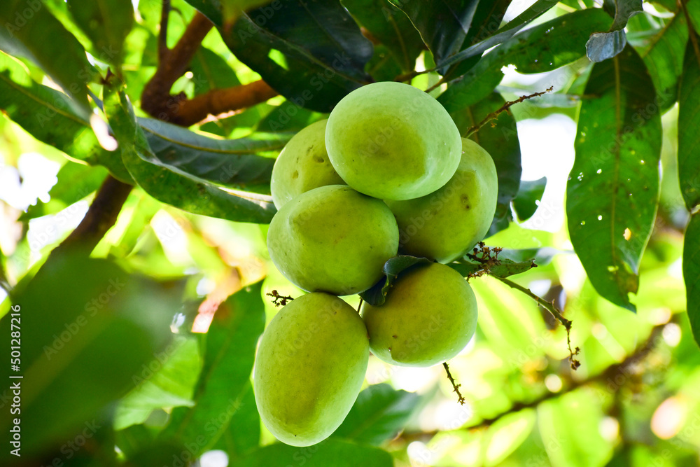Fresh Raw mangoes on the tree, Mango farming and cultivation background