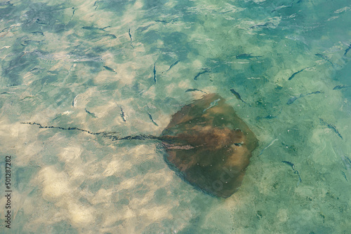 Fototapeta Naklejka Na Ścianę i Meble -  sea rays and sharks on the beach in Maldives.