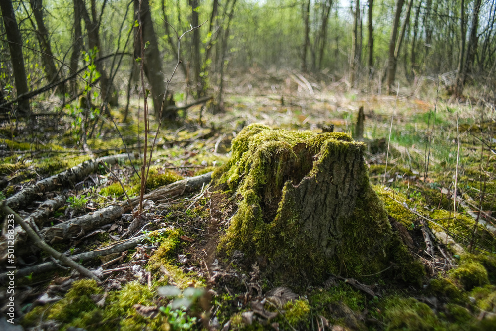 Stump with moss in the forest. Moss close-up. Stump with moss in the forest. Moss close-up.