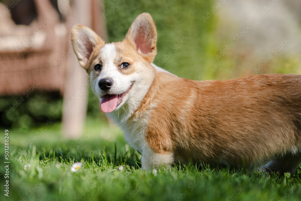 Corgi on the grass