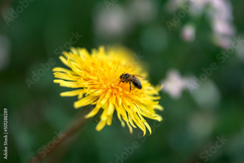 Wallpaper Mural Abeille qui butine une fleur de pissenlit - Jura - France Torontodigital.ca