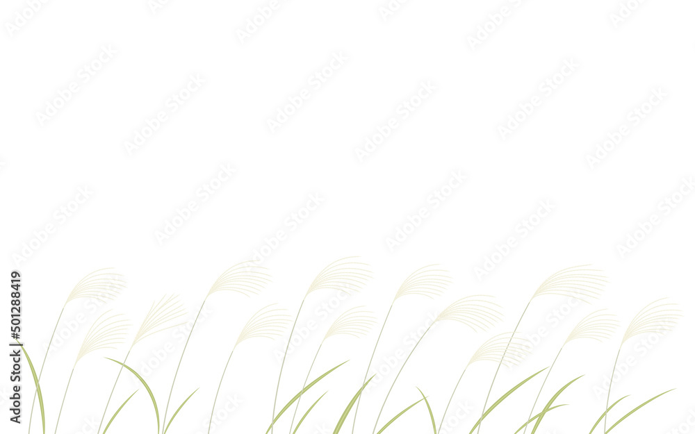 秋の植物 群生するススキのイラスト Stock ベクター Adobe Stock 秋の植物 群生するススキのイラスト Stock ベクター Adobe Stock