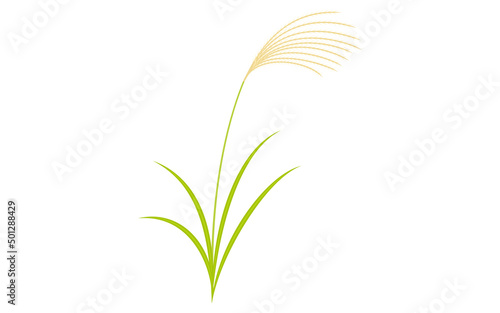 秋の植物、ススキのイラスト
