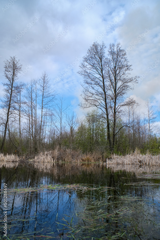 Landscape of a spring landscape in a swamp.