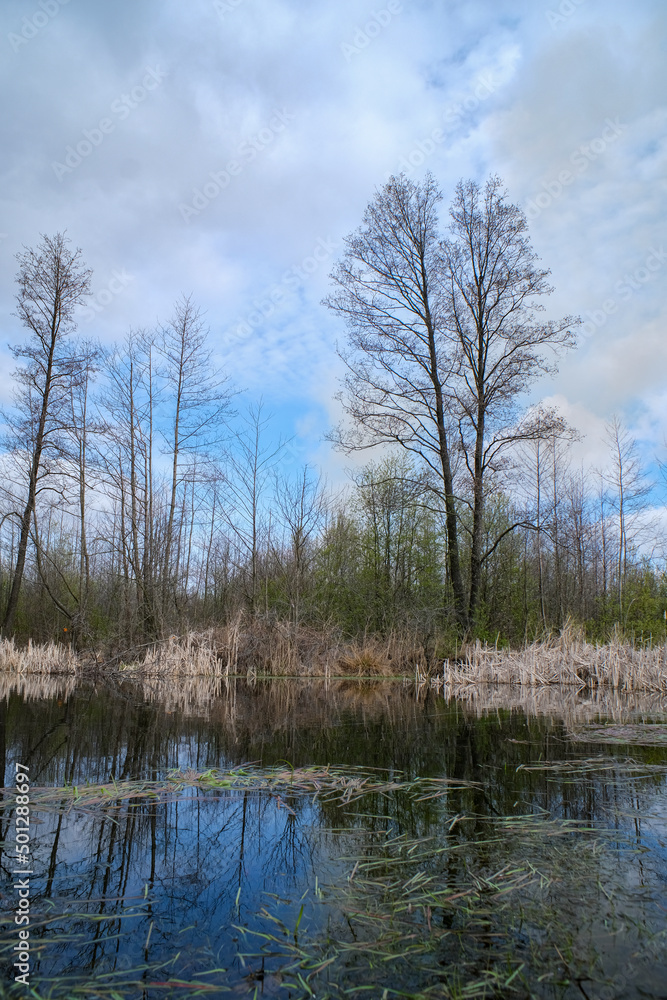 Landscape of a spring landscape in a swamp. Landscape of a spring landscape in a swamp.