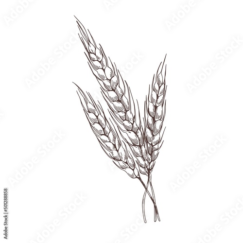 Rye spikelets drawn in detailed vintage style. Retro botanical outlined drawing of cereal grain crop with seed ears and spikes. Agriculture plant. Vector illustration isolated on white background