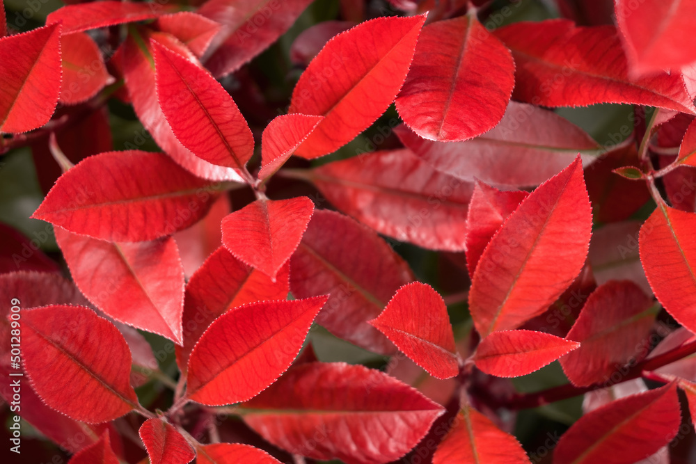 Fresh red leaf background. Natural vivid crimson autumn foliage texture for backdrop, closeup.