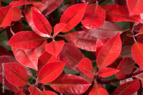 Fresh red leaf background. Natural vivid crimson autumn foliage texture for backdrop  closeup.