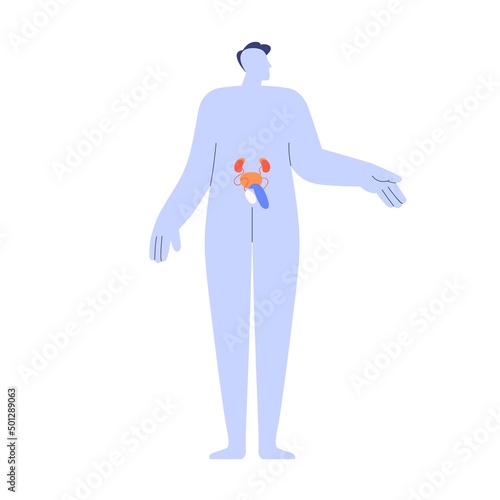 Male reproductive and urinary system. Men genital anatomy with penis, testicle, prostate, kidney, bladder. Simple renal, reproduction structure. Flat vector illustration isolated on white background